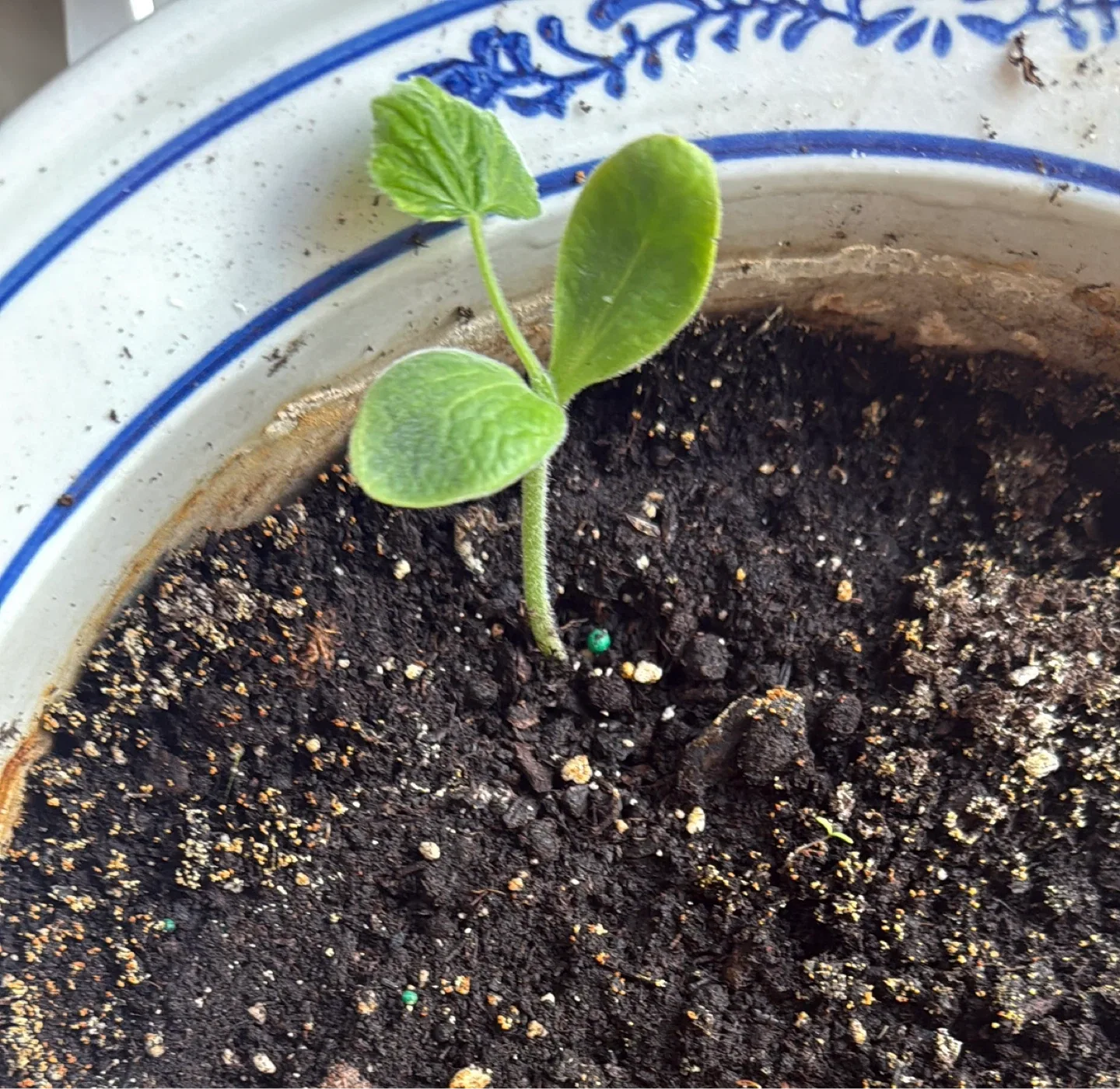 Italian Giant Zucchini Seeds - photo 3
