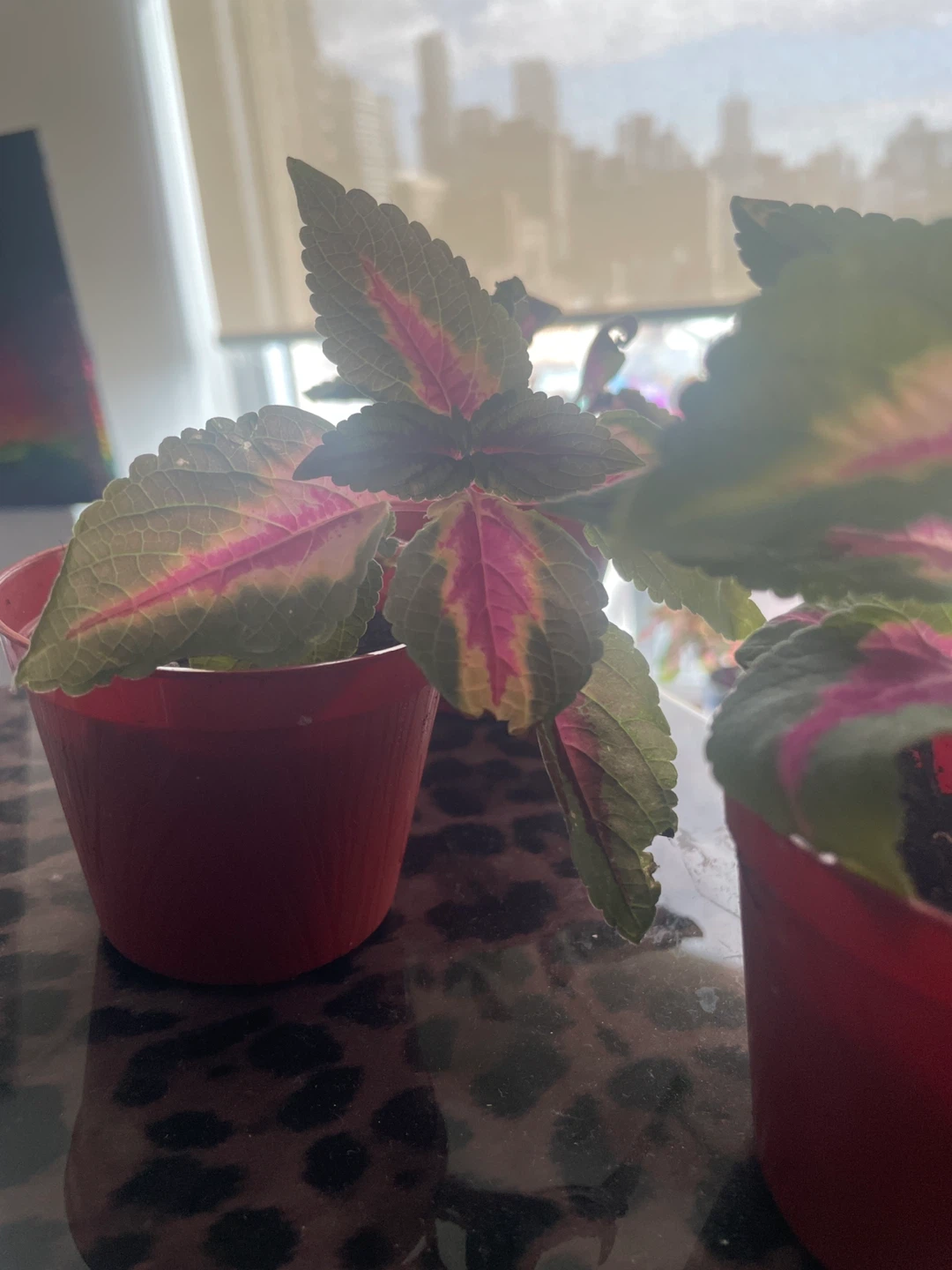 Coleus Plant - photo 2
