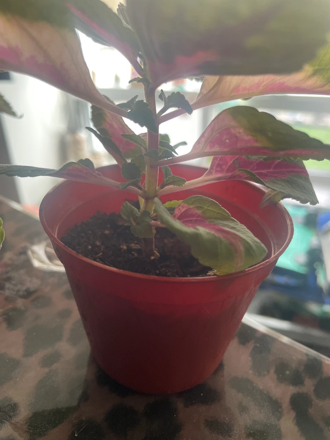 Coleus Plant - photo 3