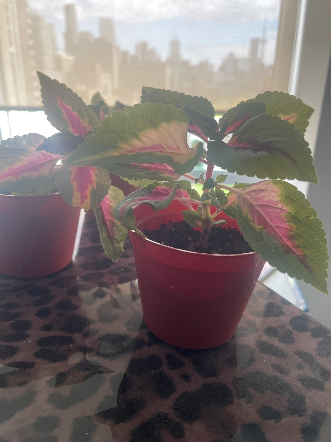 Coleus Plant