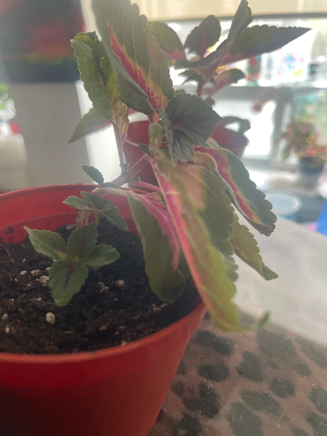 Coleus Plant - photo 4