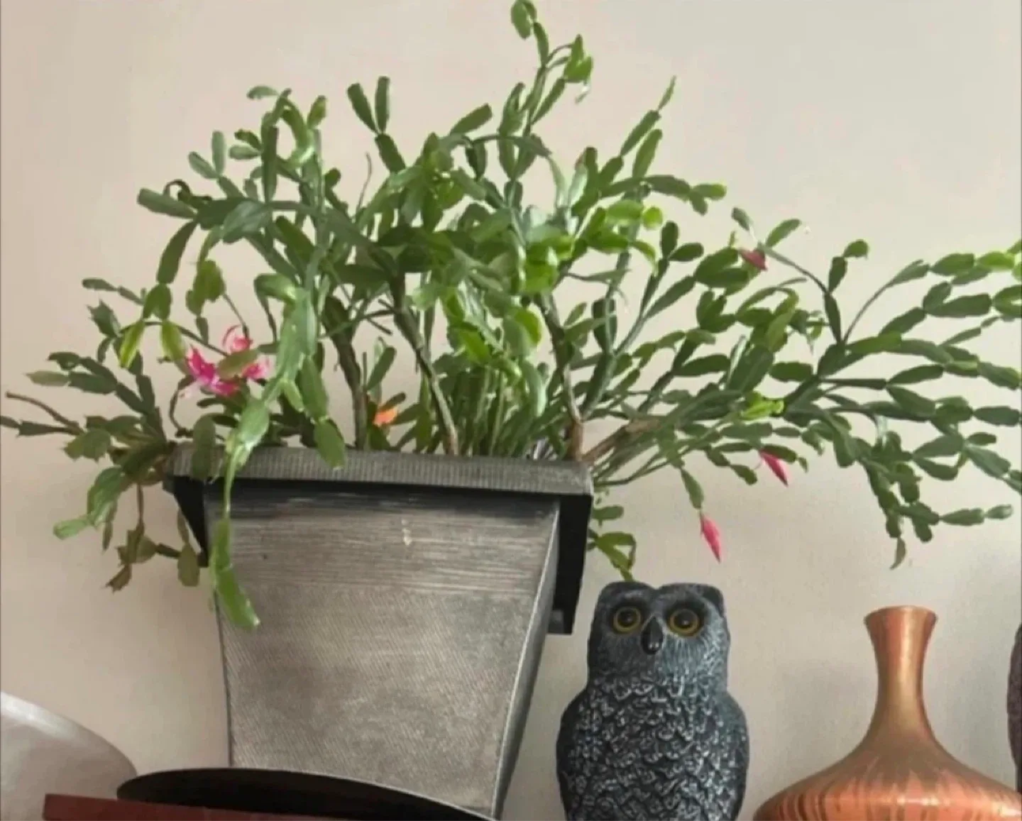 Potted Christmas Cactus with Pink Flowers