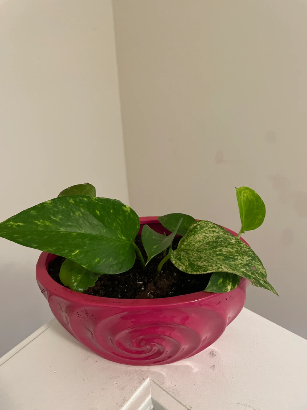 Pothos Plant in Pink Swirl ceramic Pot
