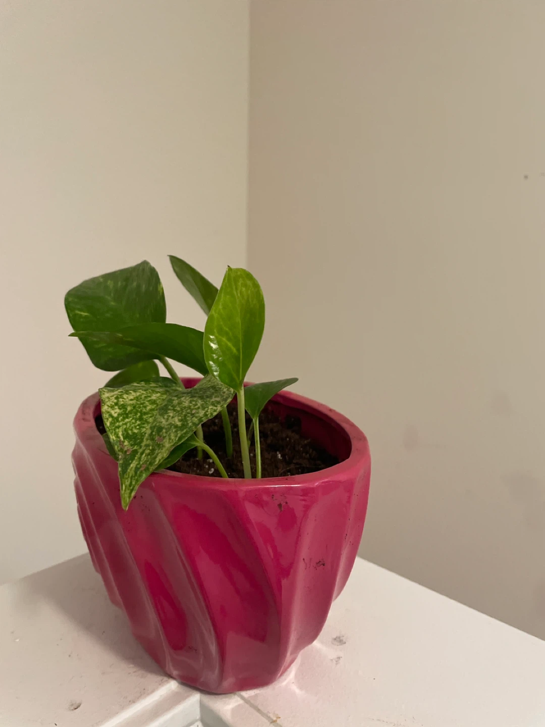 Pothos Plant in Pink Swirl ceramic Pot - photo 3