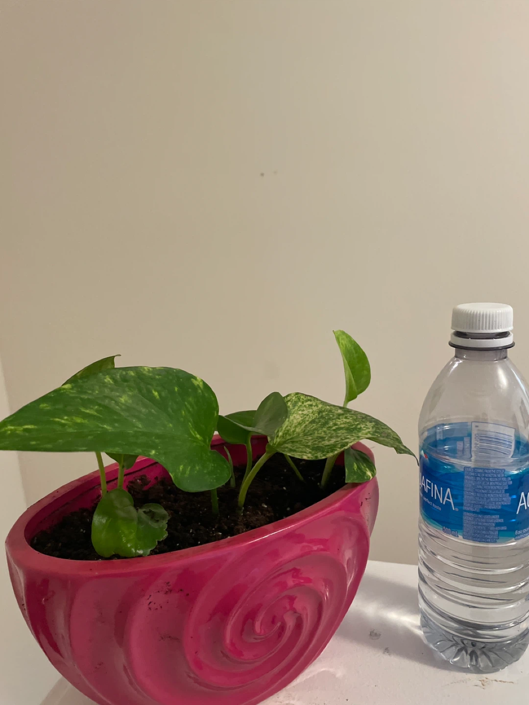 Pothos Plant in Pink Swirl ceramic Pot - photo 5