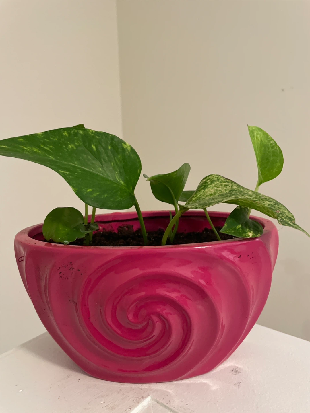 Pothos Plant in Pink Swirl ceramic Pot - photo 2