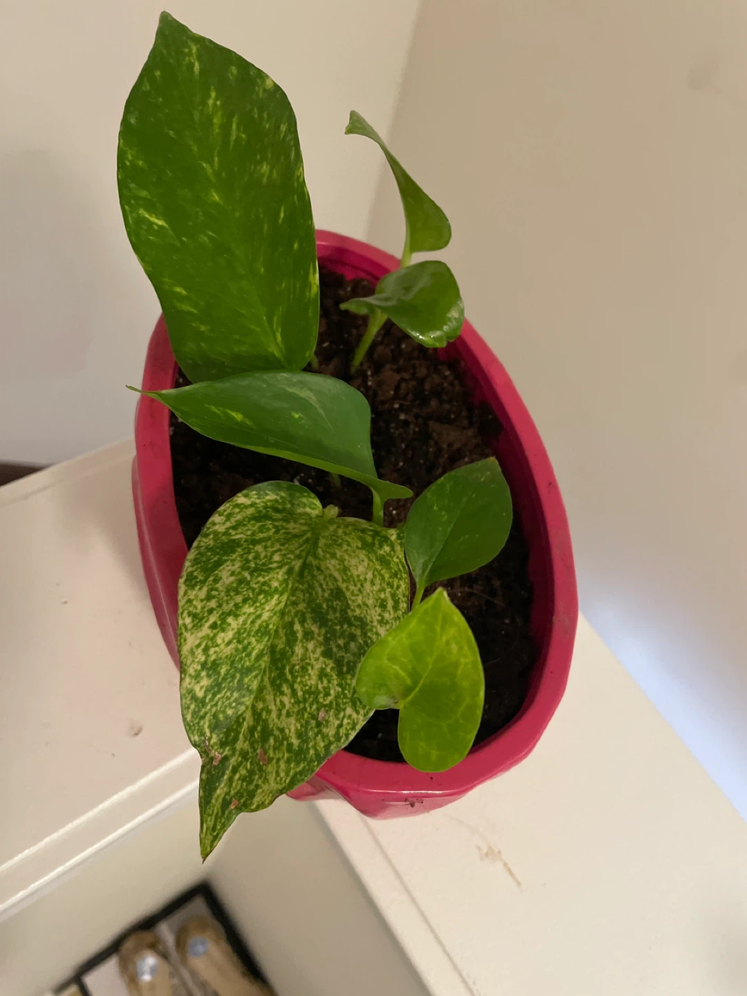 Pothos Plant in Pink Swirl ceramic Pot - photo 4