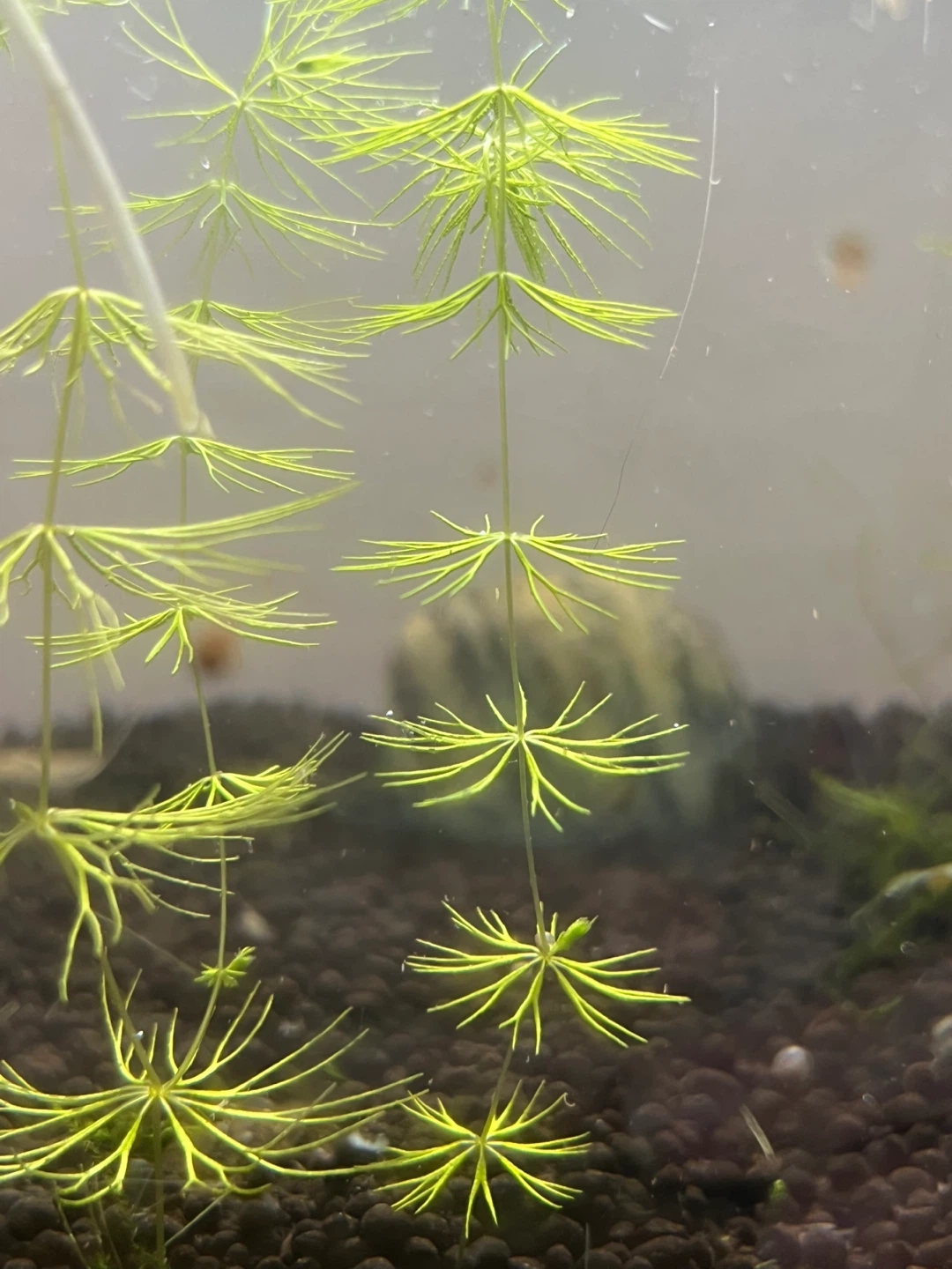 Aquatic Plant - Green Water Hornwort