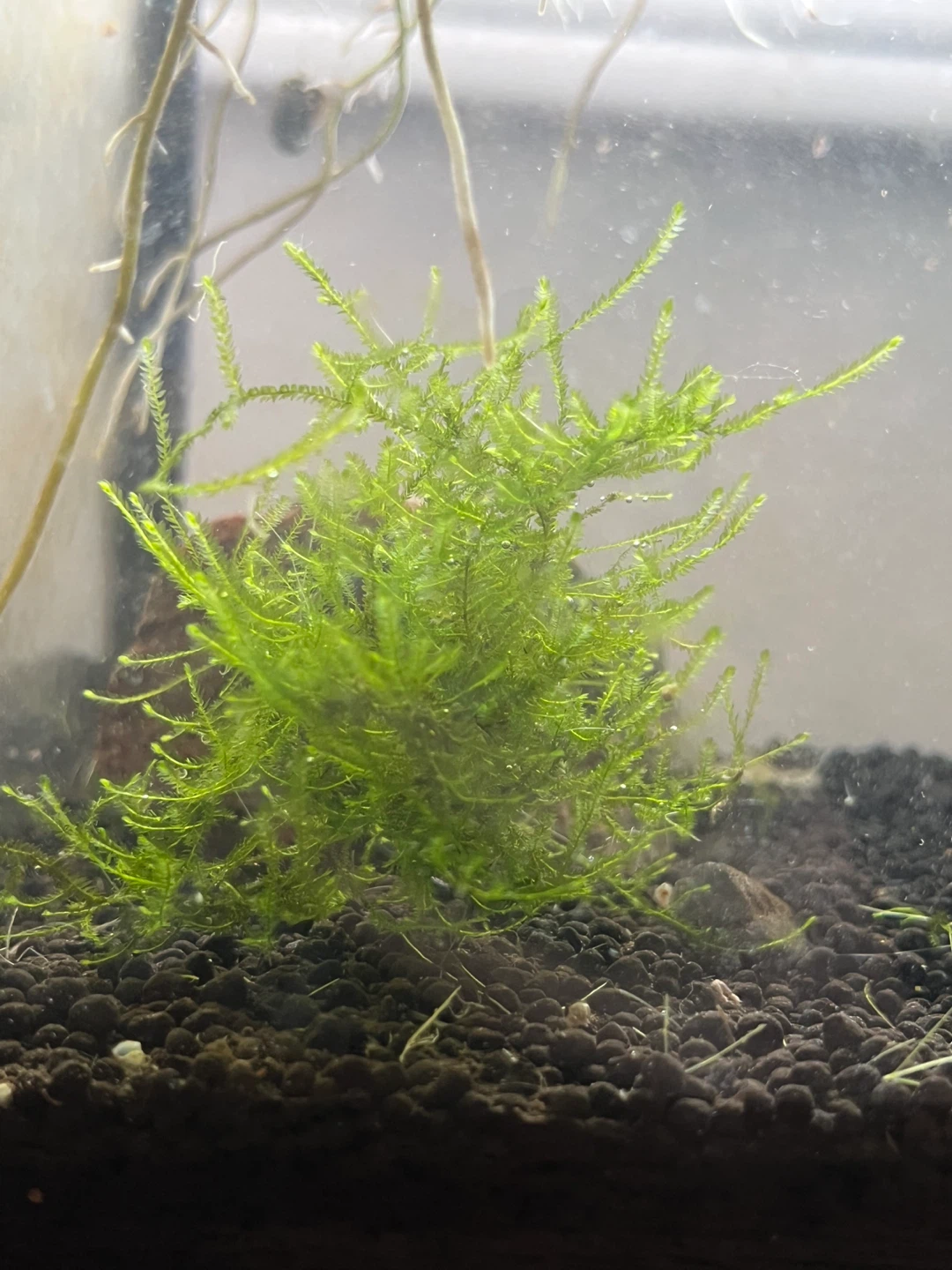 Live Aquarium Moss Plant