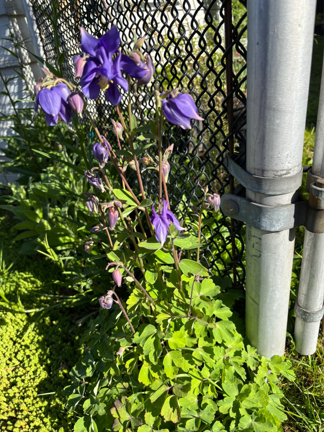 Sale! Purple Iris Bulbs/Tubers some w Flower! - photo 5