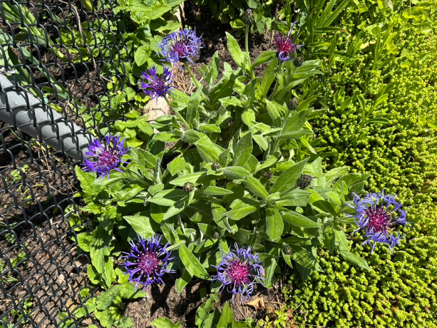 Sale! Purple Iris Bulbs/Tubers some w Flower! - photo 4
