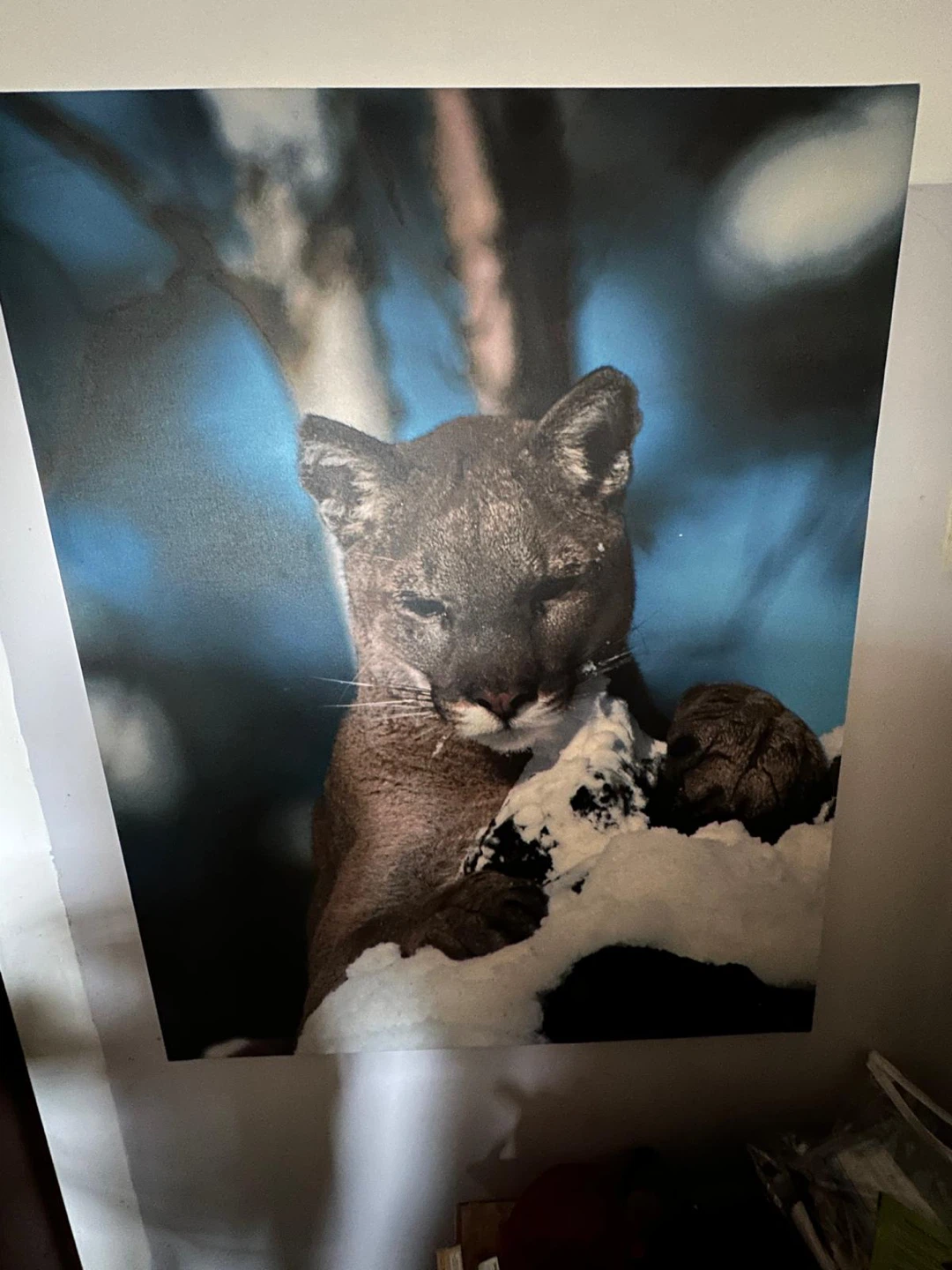 Wildlife Cougar Print / Poster – Nature Wall Art