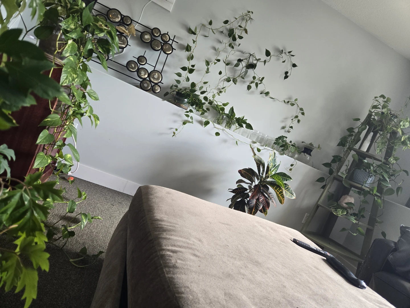Assorted Indoor Plant Cuttings