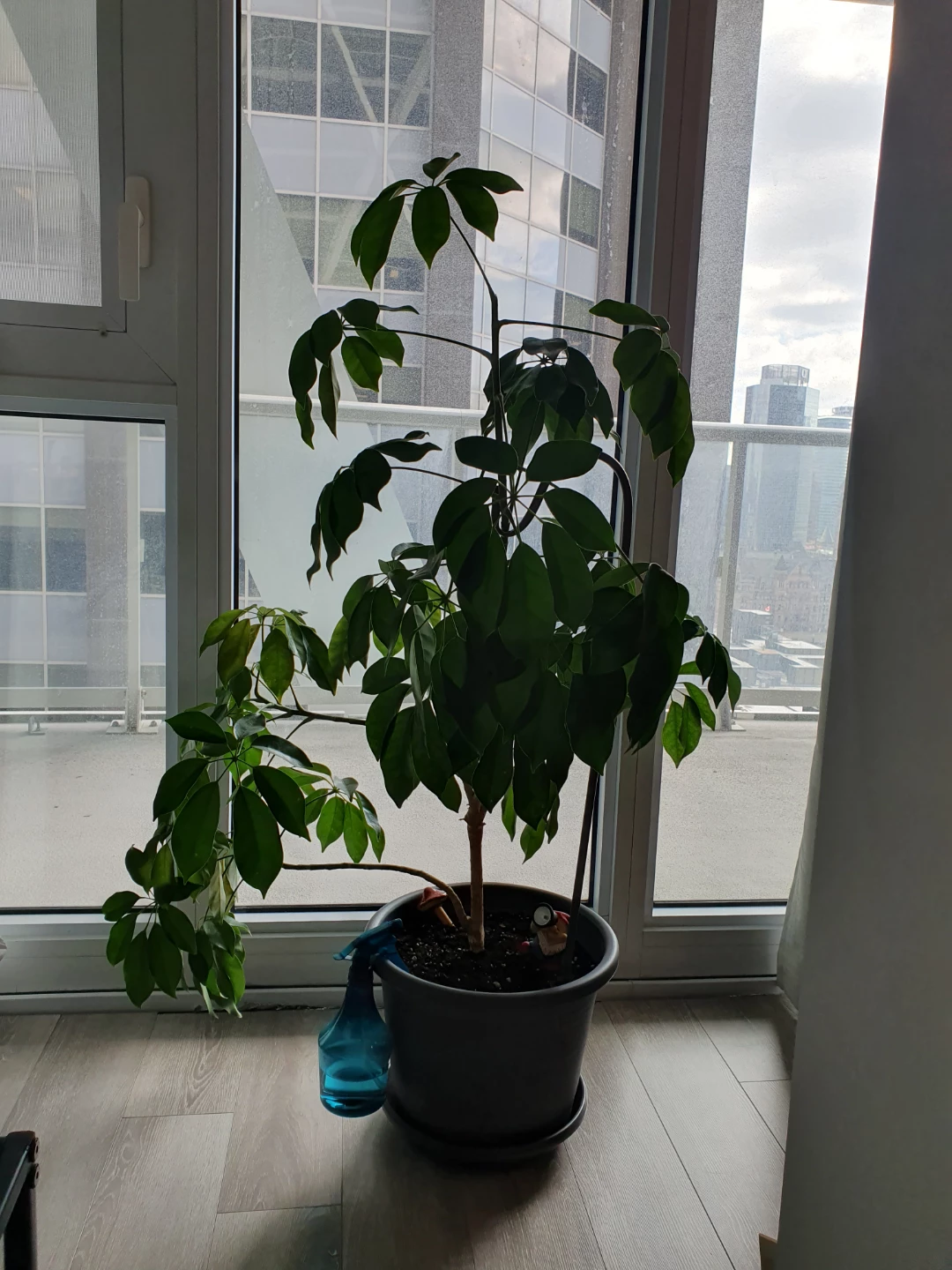House plant