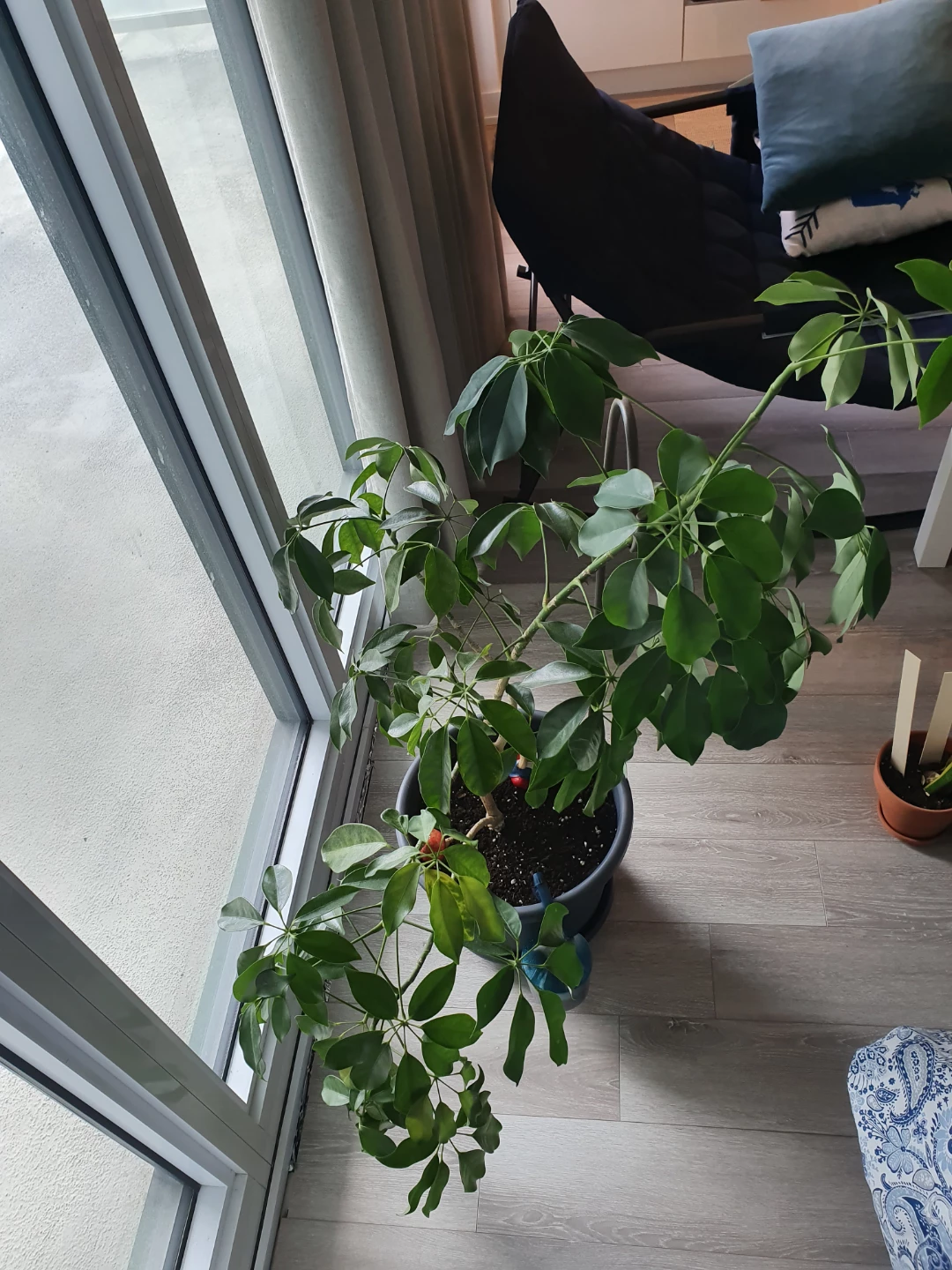 House plant - photo 3