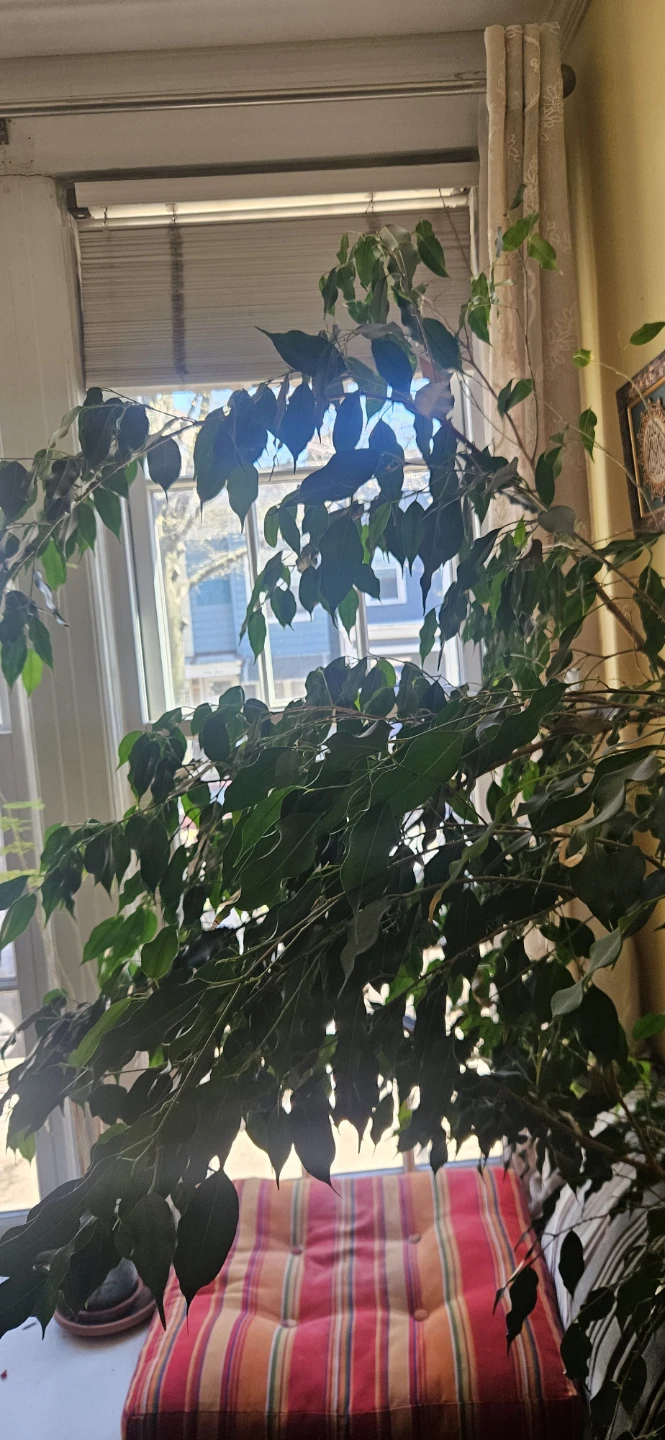 Large Ficus Tree - photo 2