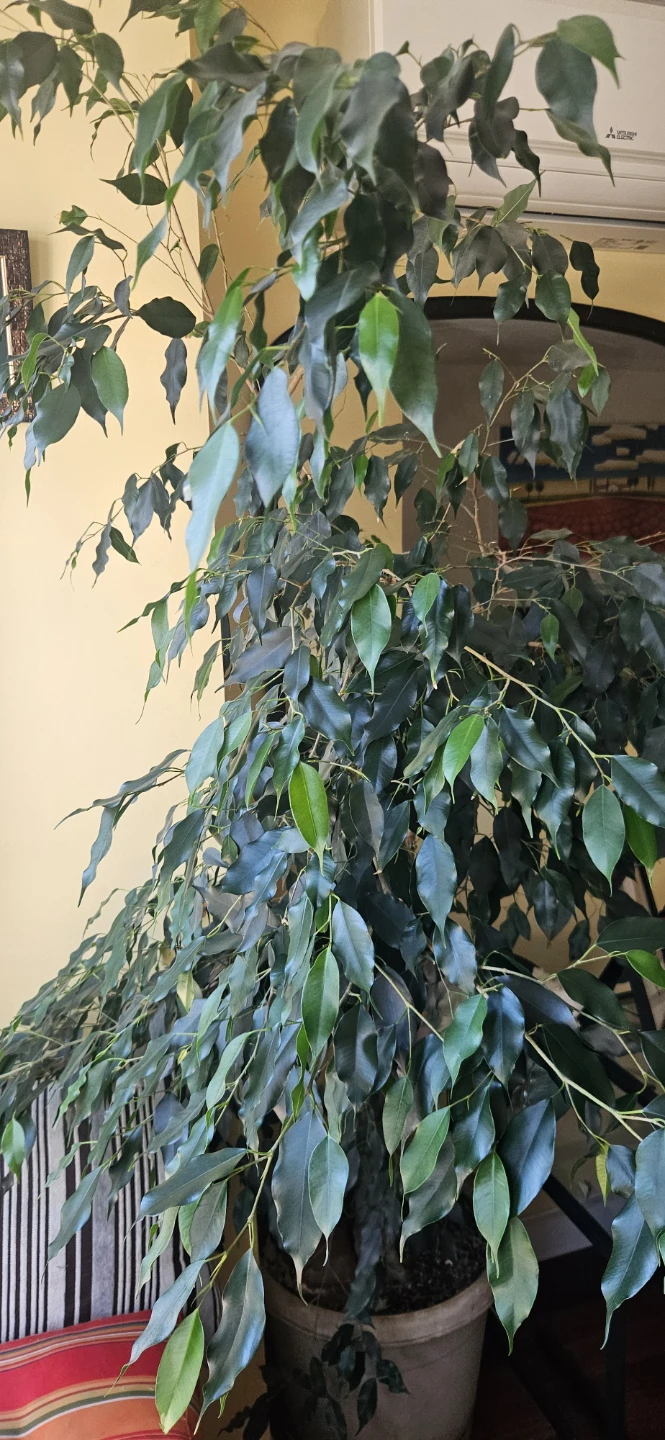 Large Ficus Tree - photo 4