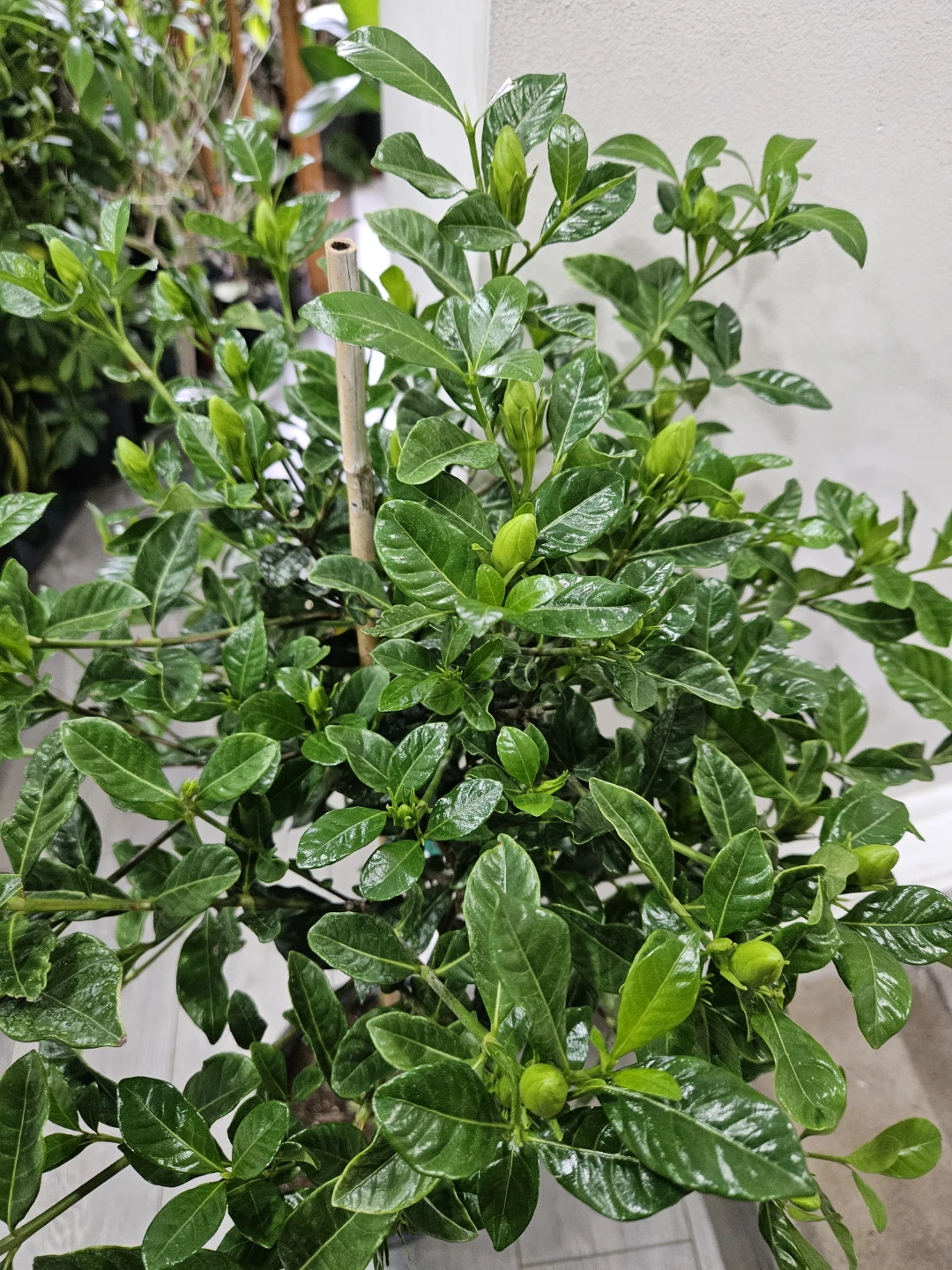 Gardenia Plant in Pot🌱 - photo 4