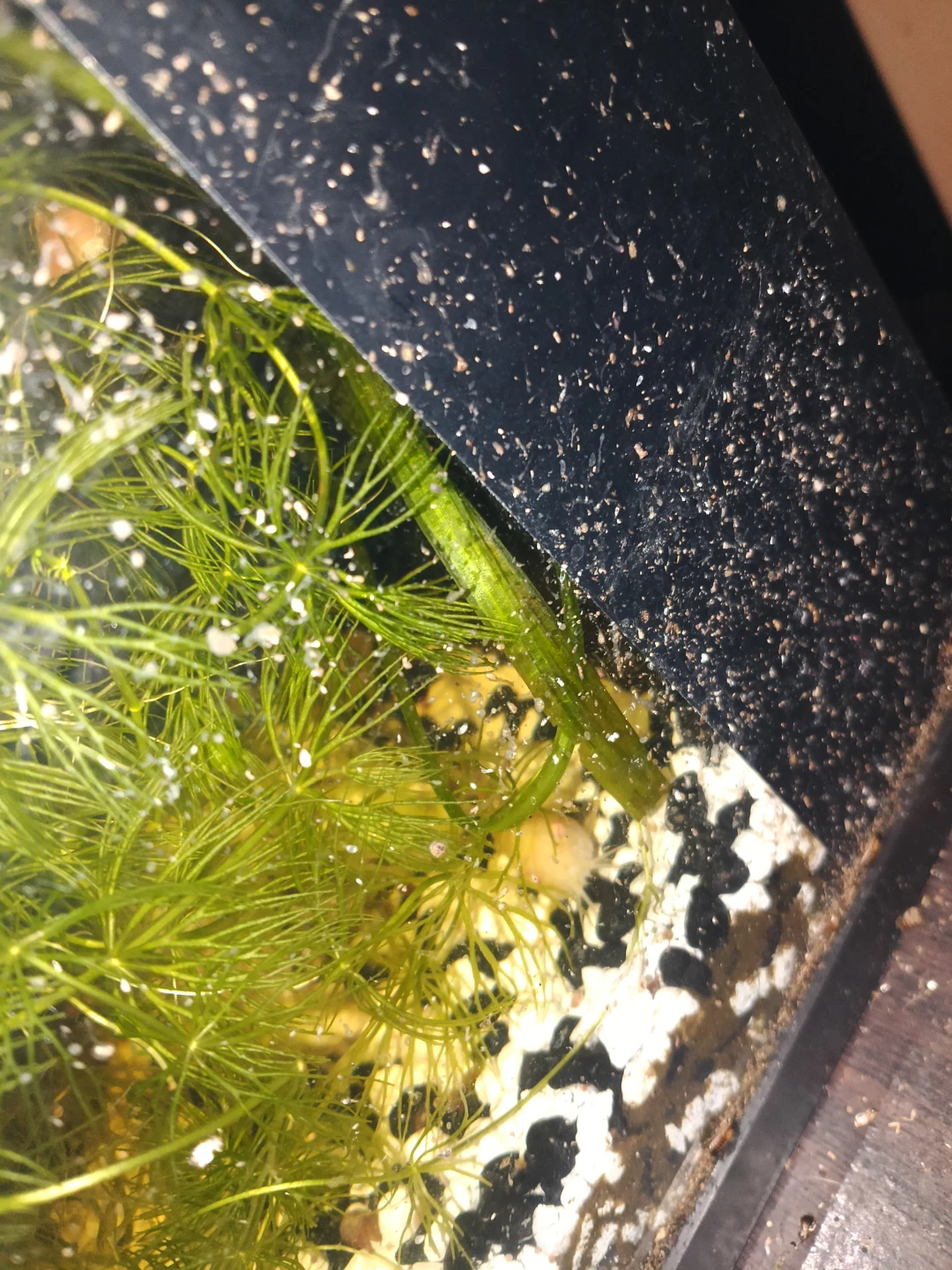 Betta Fish Tank Setup - photo 3