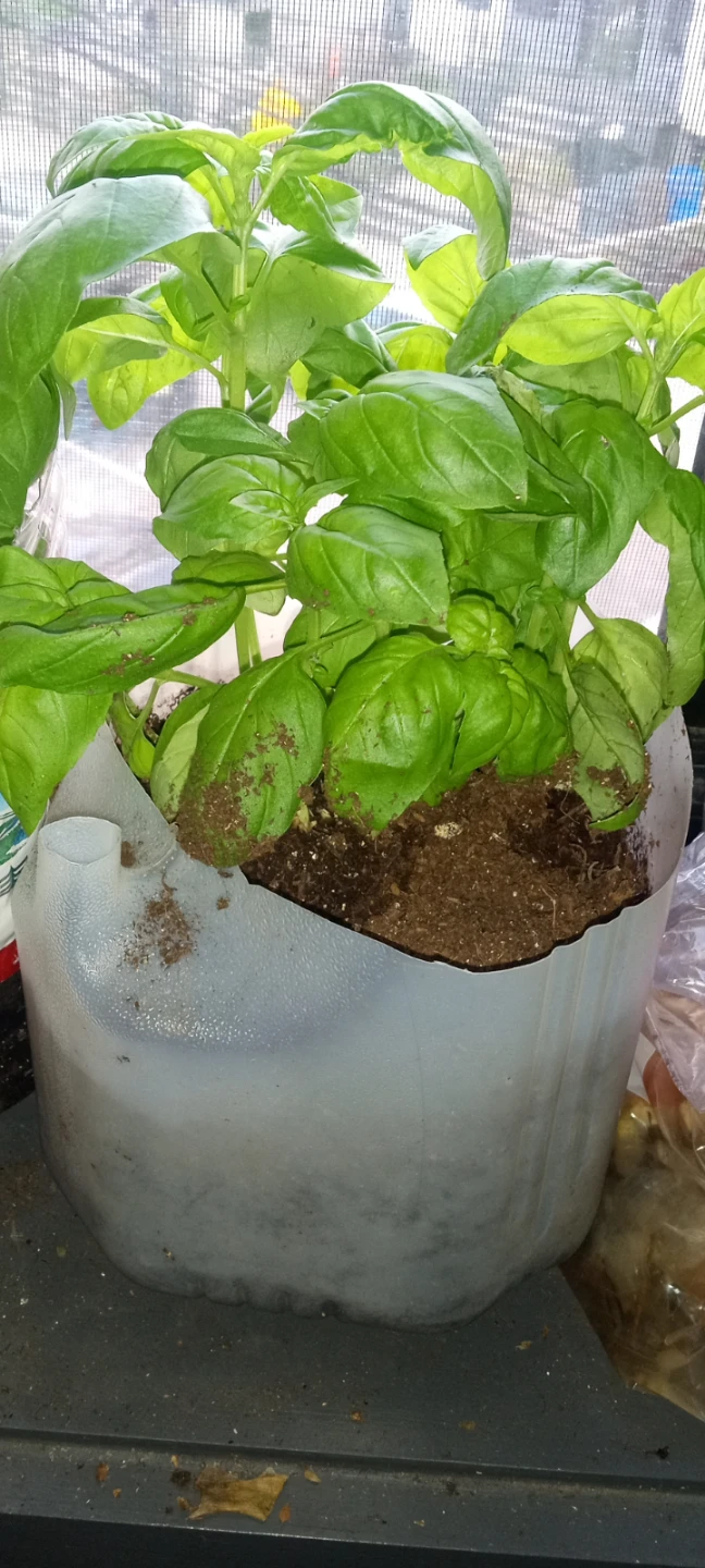 Fresh Basil Plant in Recycled Container