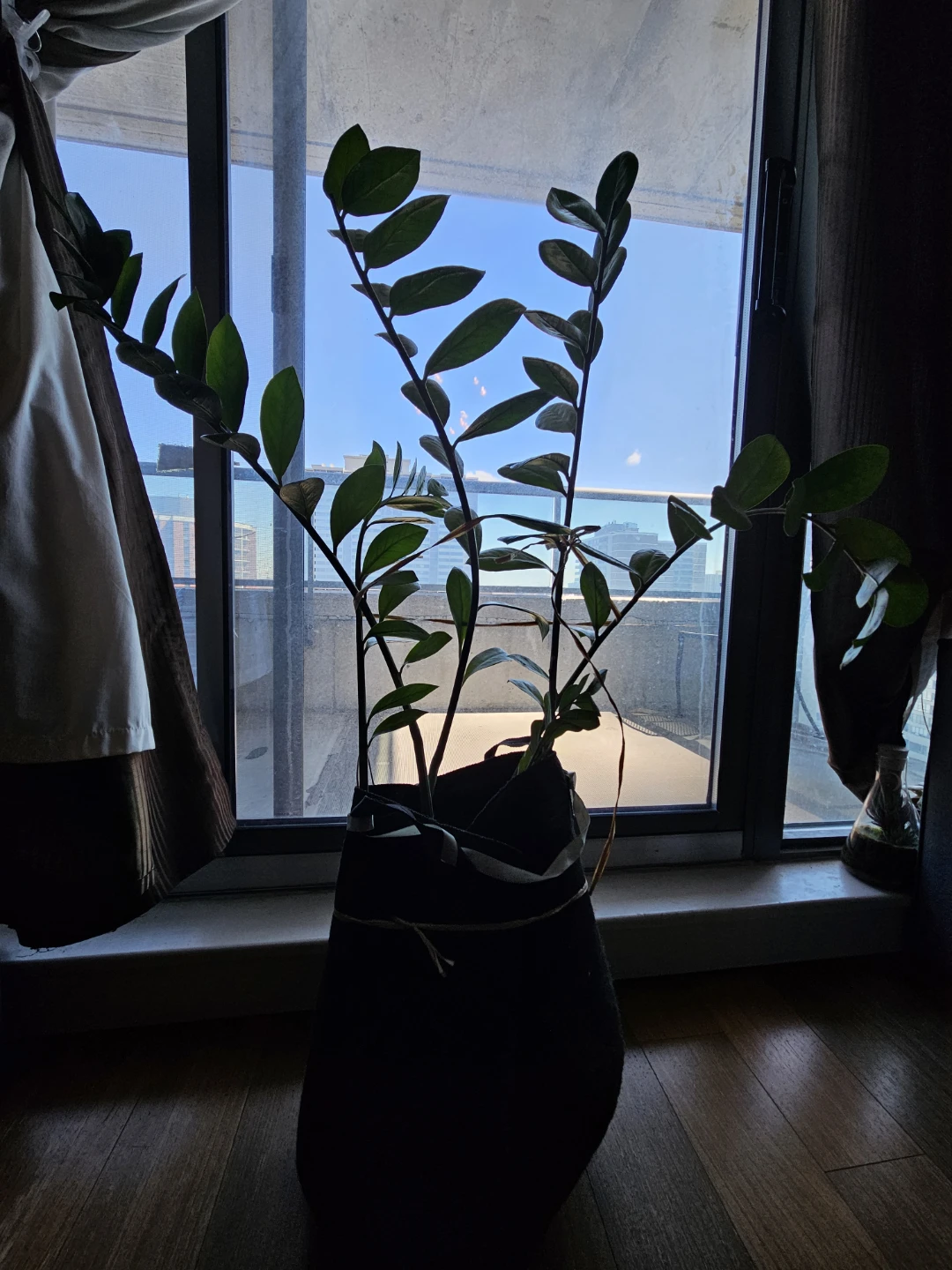 ZZ plant (huge!)