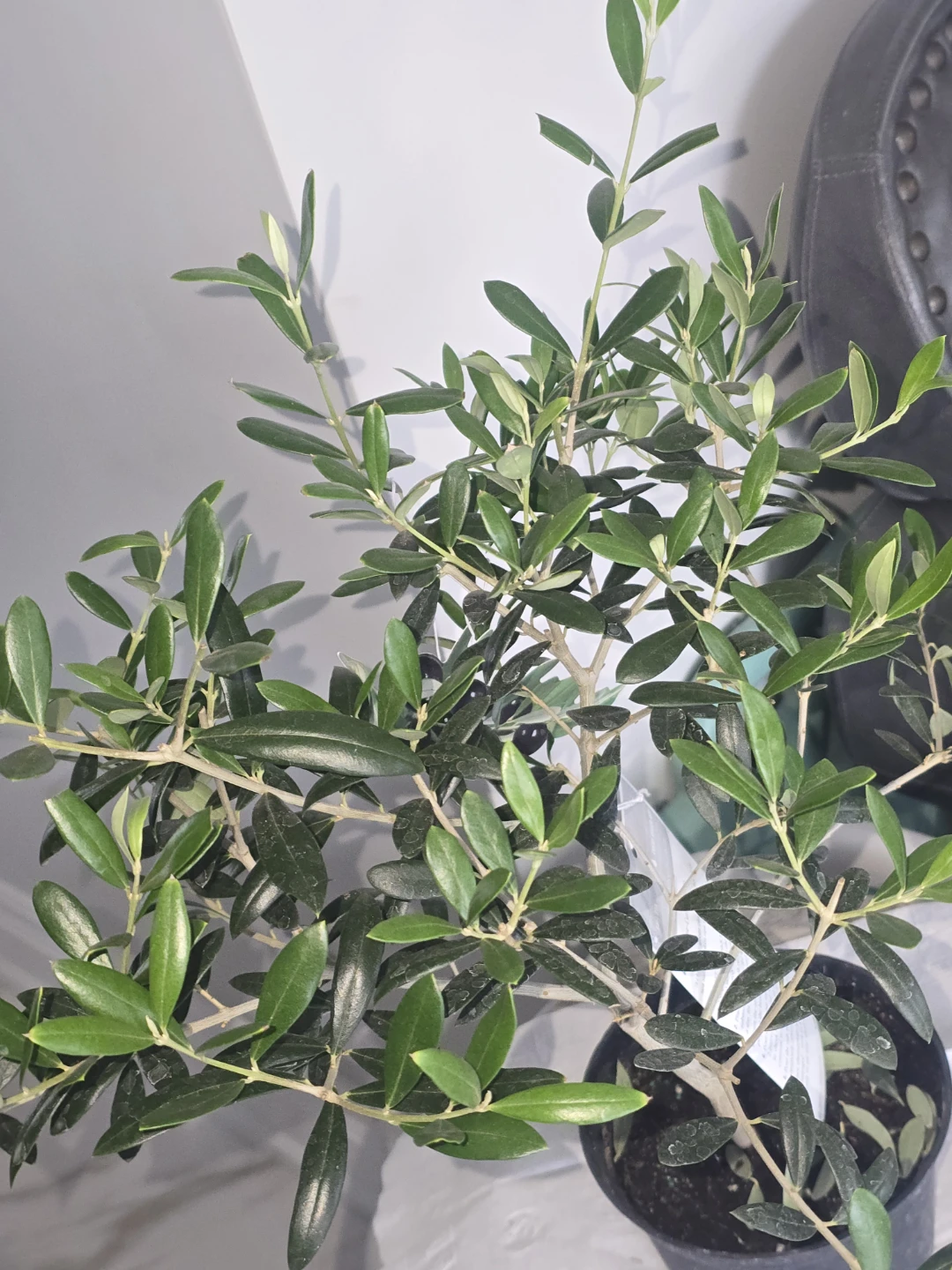 Olive Tree Plant - photo 2