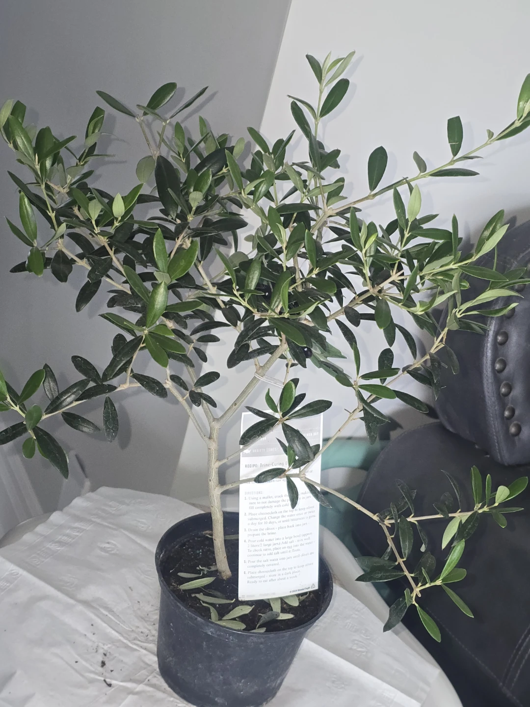 Olive Tree Plant - photo 4