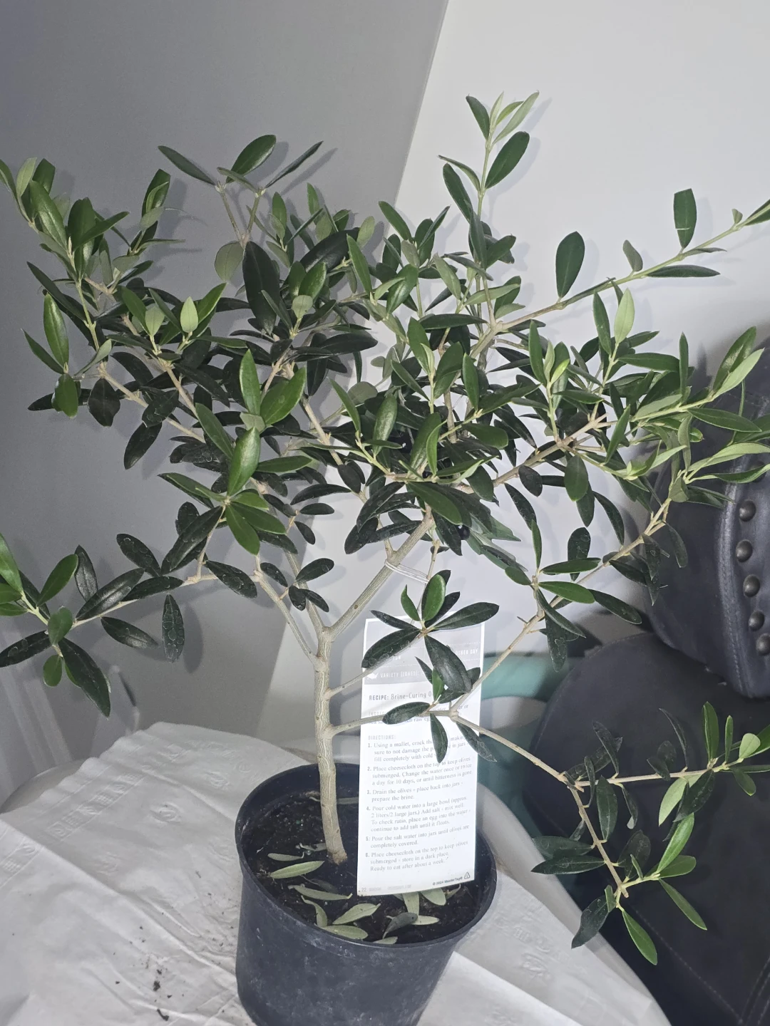 Olive Tree Plant - photo 5