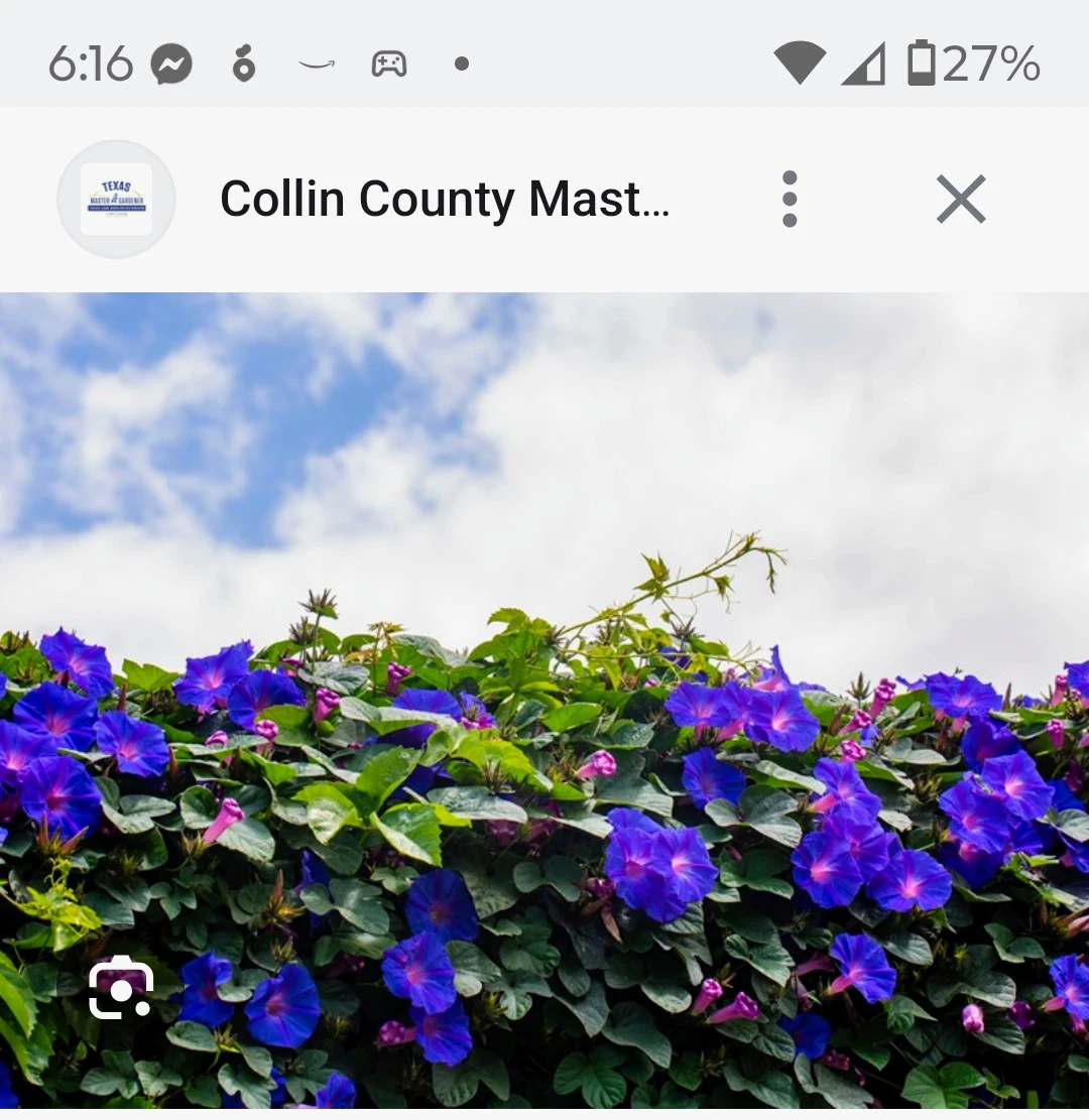 Morning Glory Seedlings - Assorted Colors