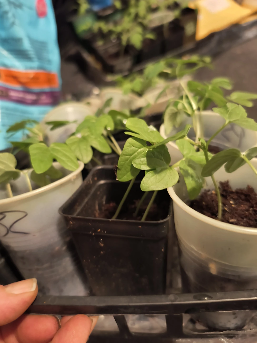 Morning Glory Seedlings - Assorted Colors - photo 4