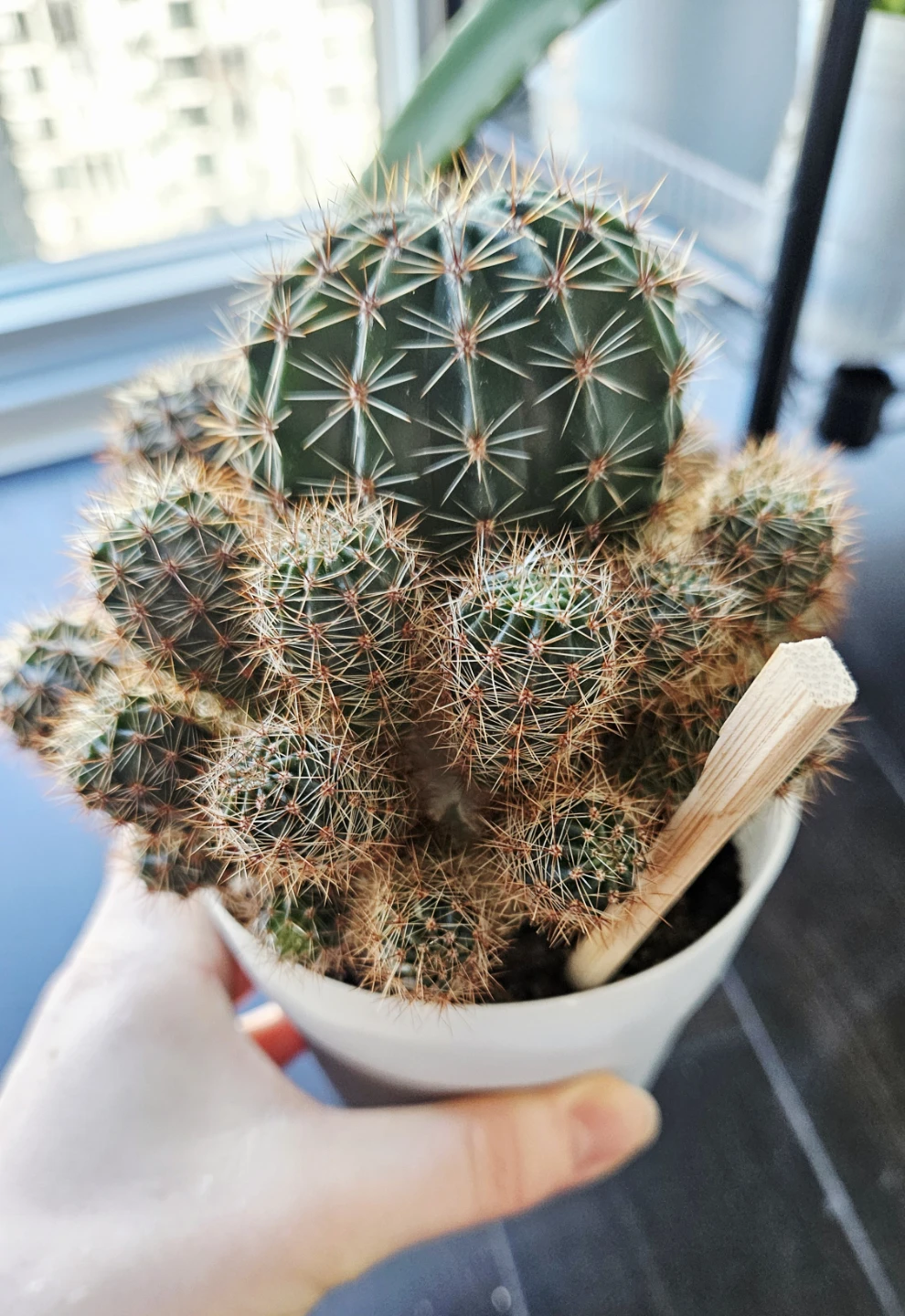 Clustering Cactus Plant