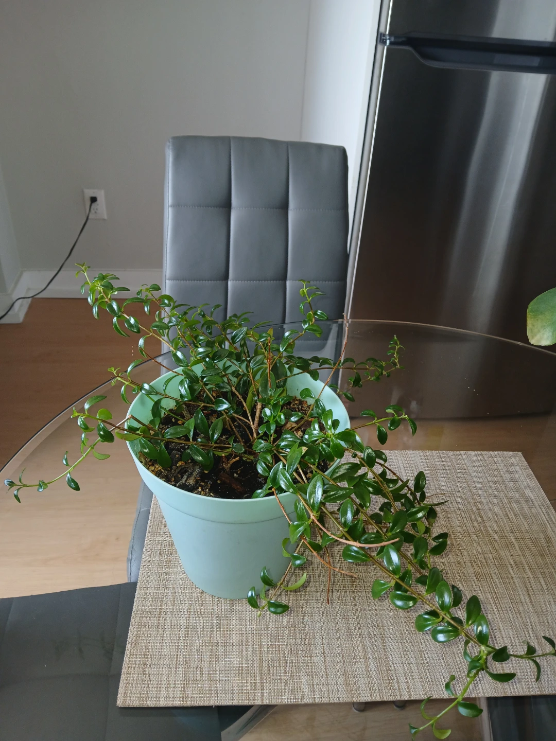 Set of 4 Indoor Plants – Healthy & Well Maintained - photo 5