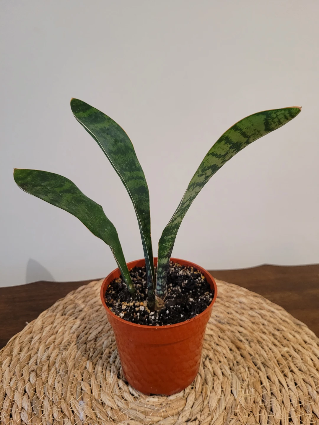 Whalefin plant in a pot