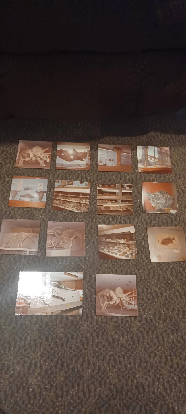 Vintage 1980s Dinosaur Photographs