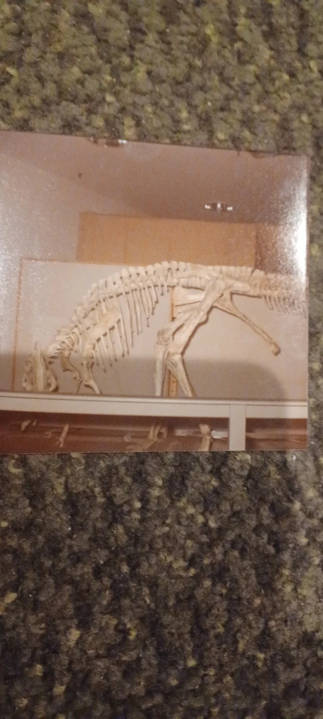 Vintage 1980s Dinosaur Photographs - photo 2
