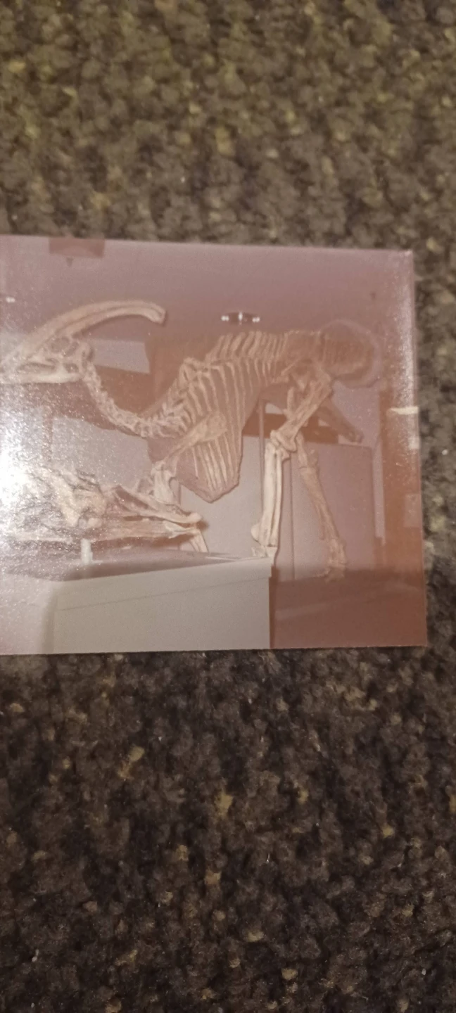 Vintage 1980s Dinosaur Photographs - photo 3