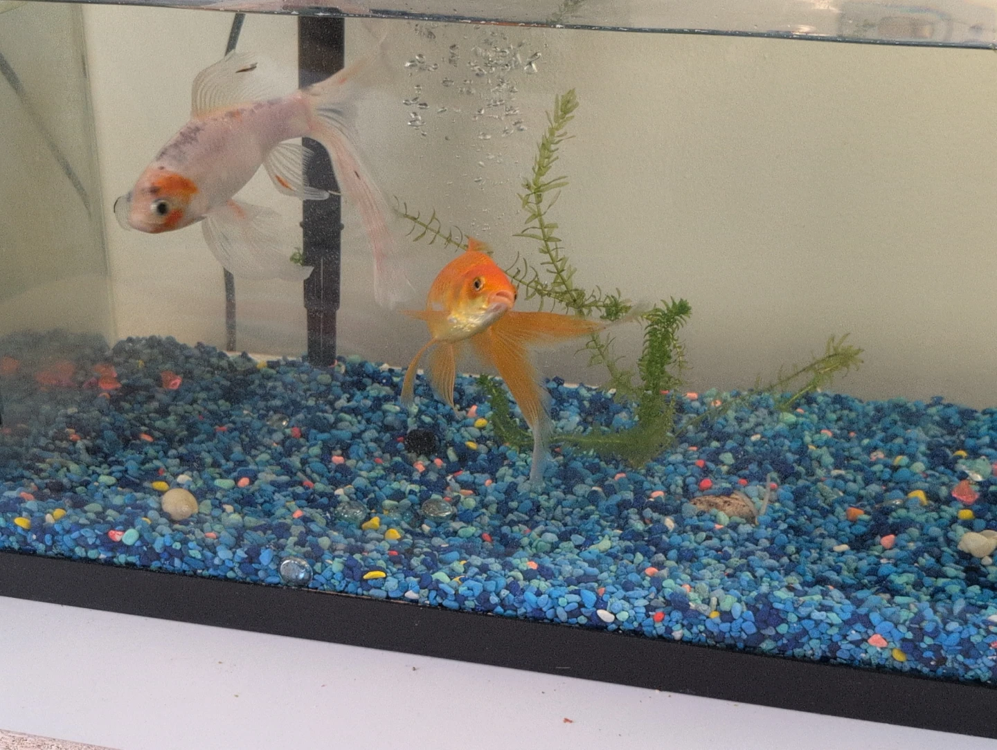 Fish Tank with Two Goldfish