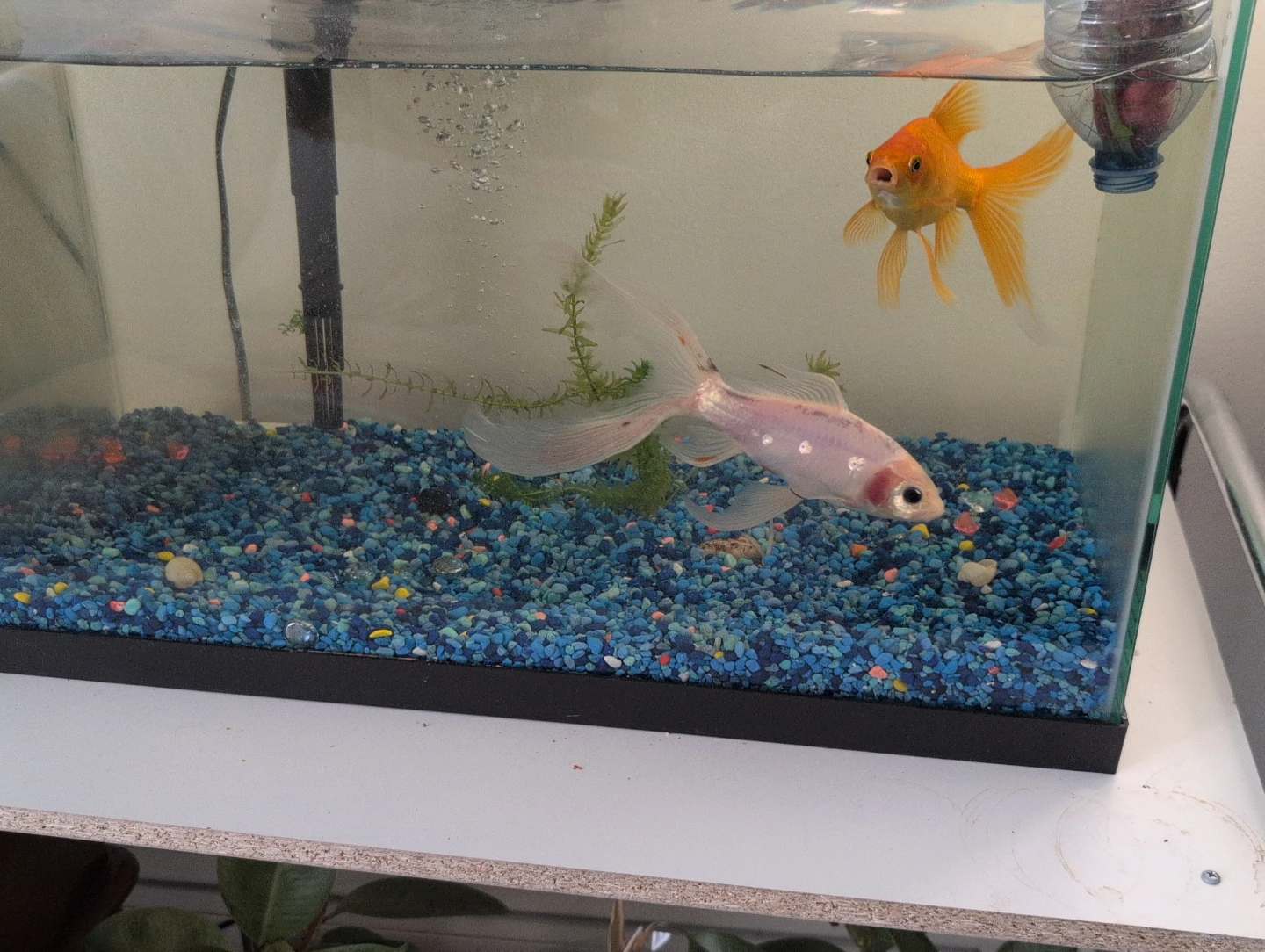 Fish Tank with Two Goldfish - photo 2
