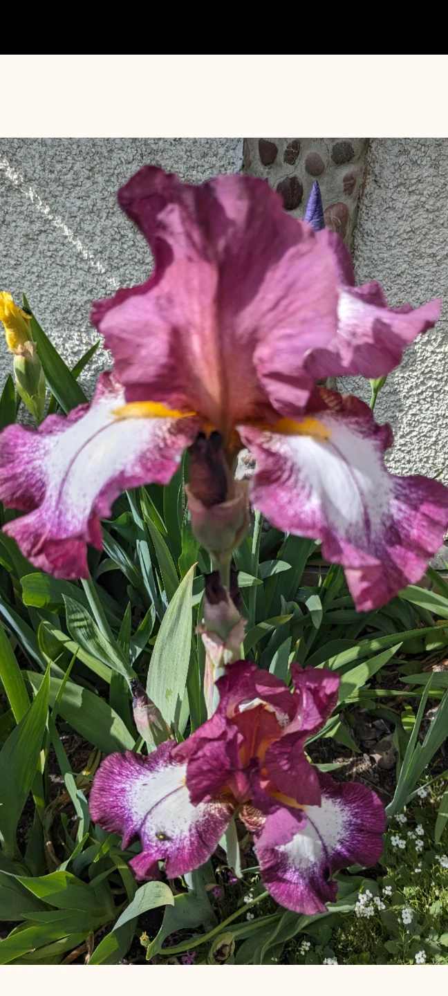 Beautiful Iris Flowers
