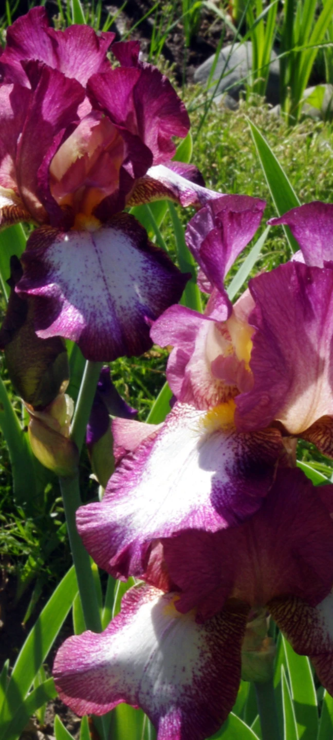 Beautiful Iris Flowers - photo 2