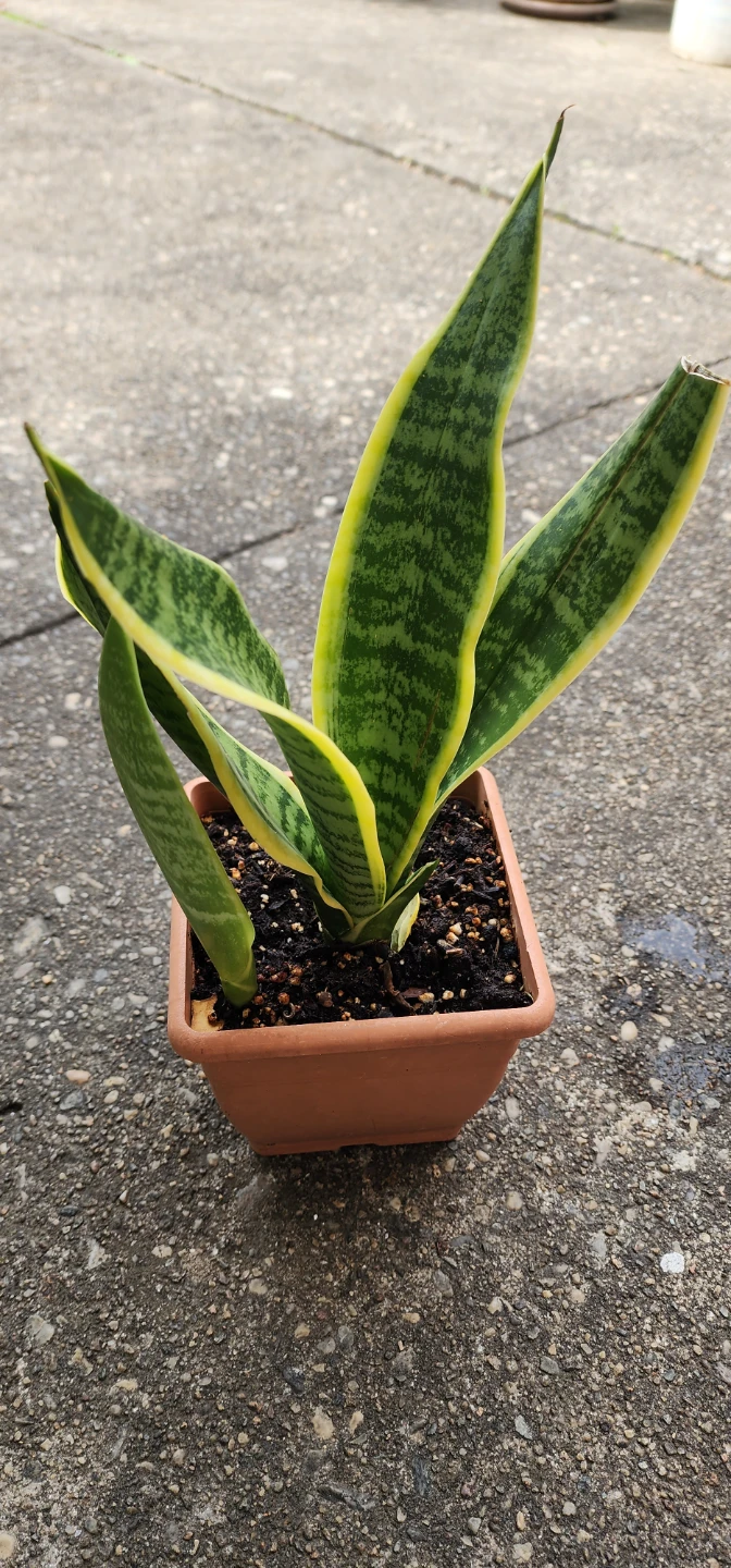Snake Plant