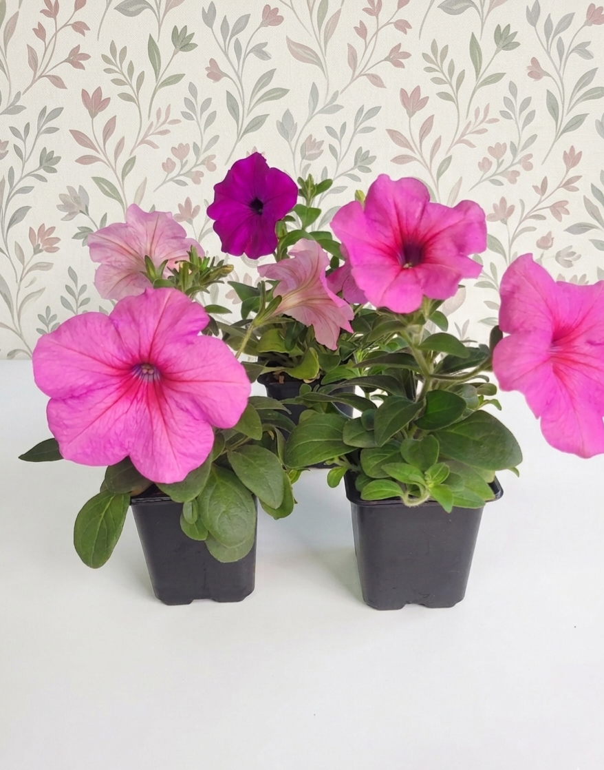 Petunias and Pansies flowers plant