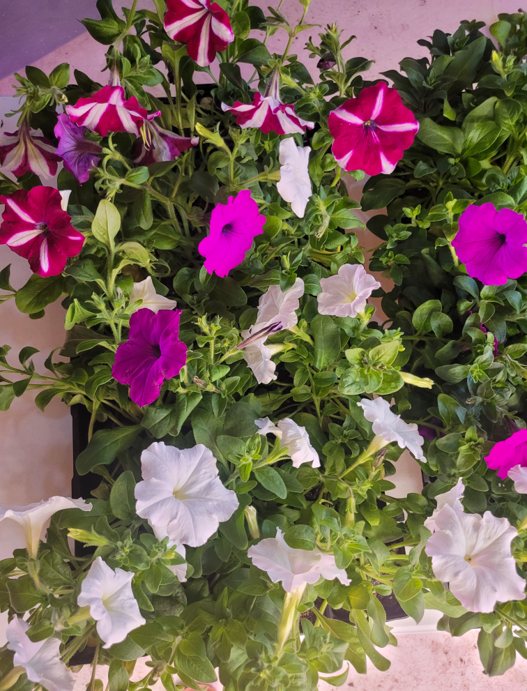 Petunias and Pansies flowers plant - photo 2