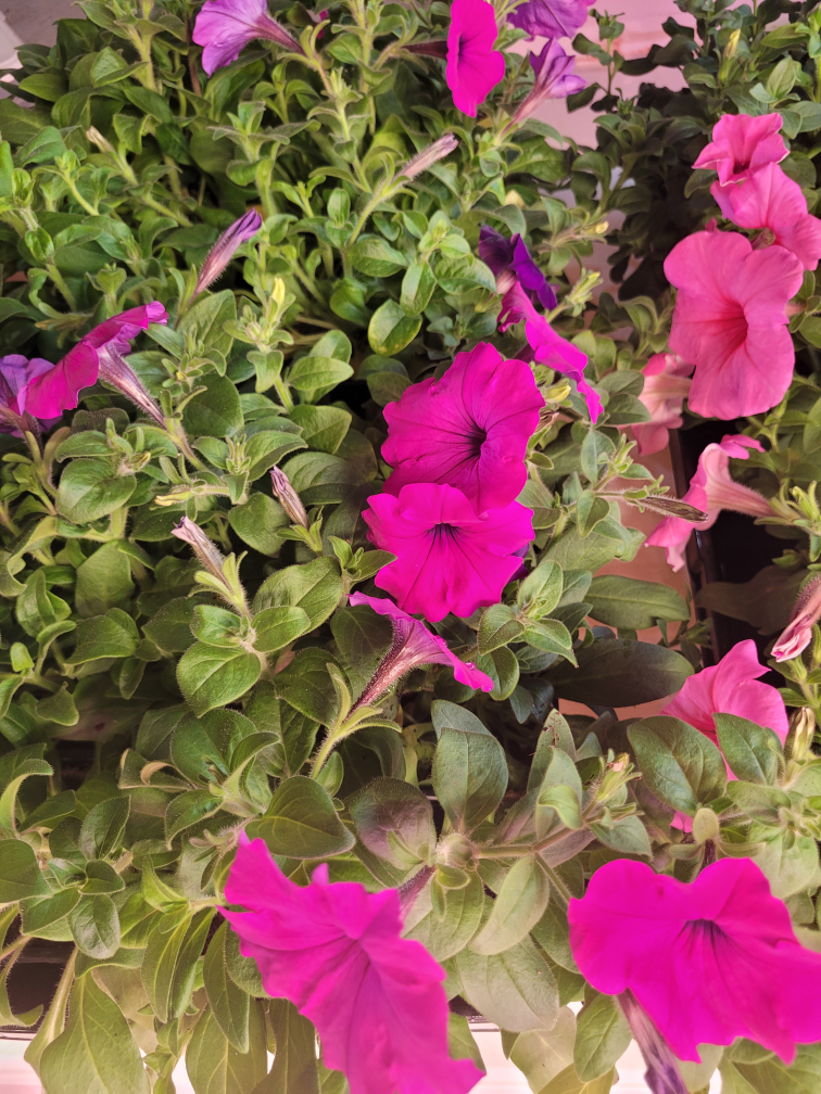 Petunias and Pansies flowers plant - photo 3