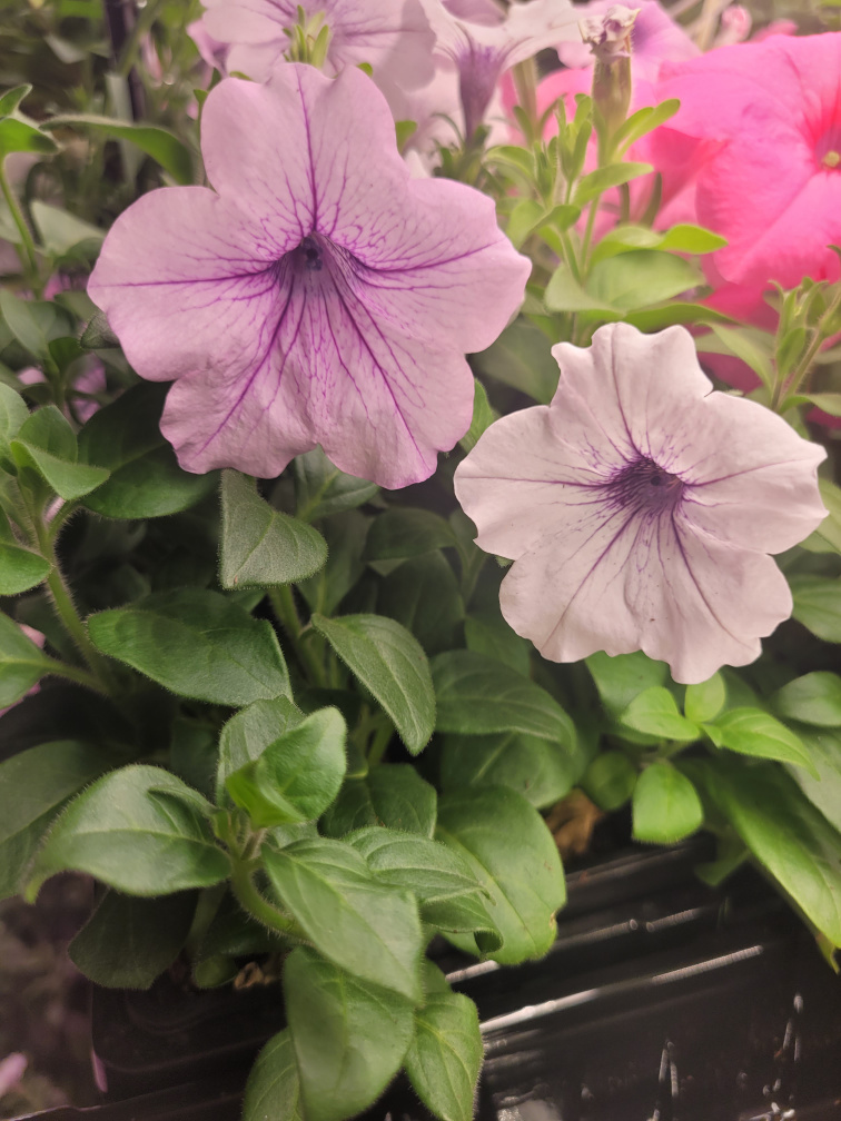 Petunias and Pansies flowers plant - photo 4