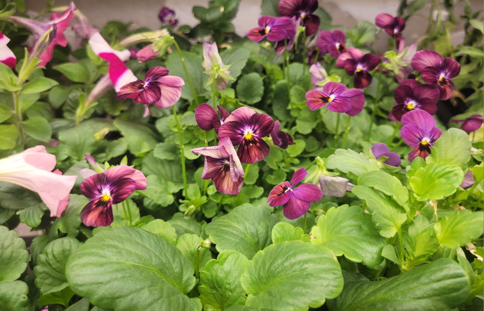Petunias and Pansies flowers plant - photo 5