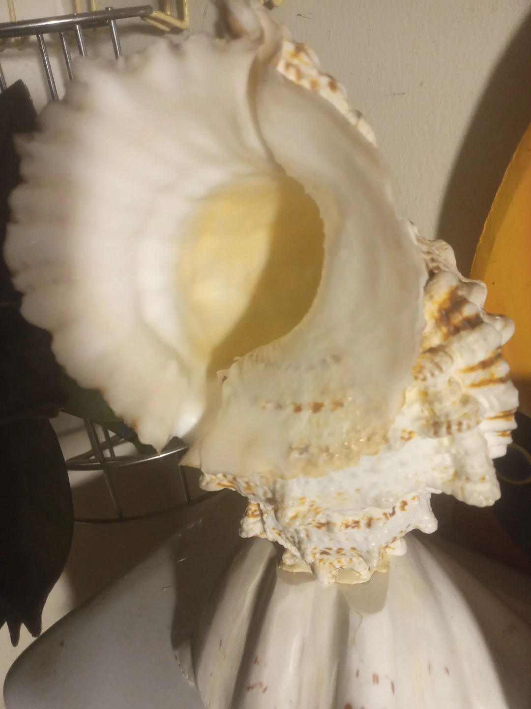 Large Decorative Seashell