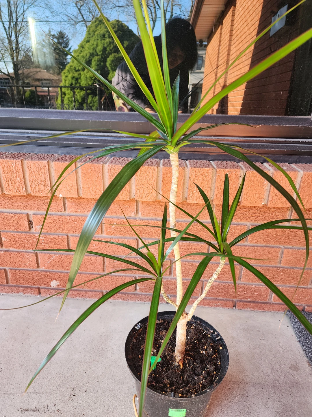 Potted Dracaena Plant