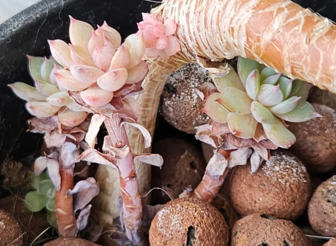 Succulent! Echeveria - photo 2