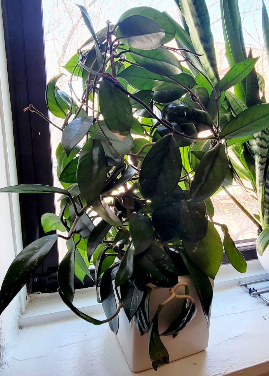 Hoya Carnosa Plant in White Pot